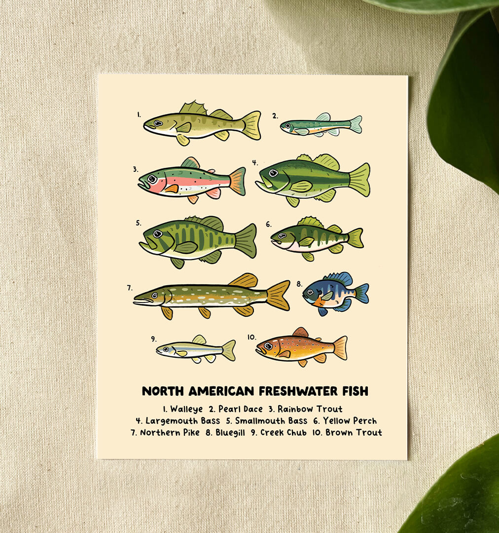 An illustration of North American Freshwater fish, done in a cute and whimsical style against a canvas back.