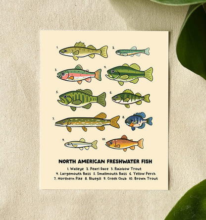 An illustration of North American Freshwater fish, done in a cute and whimsical style against a canvas back.